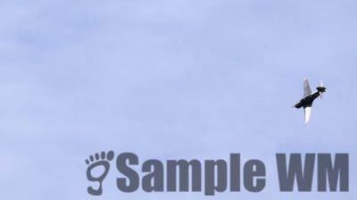 IMG_0399
Keywords: junkers,Mustang,P51,Electra,Blanik,Messerschmitt,ME262,BF 109,Spitfire,Corsair,Lockheed,P38 Lightning