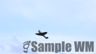 IMG_1621
Keywords: junkers,Mustang,P51,Electra,Blanik,Messerschmitt,ME262,BF 109,Spitfire,Corsair,Lockheed,P38 Lightning