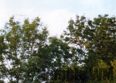07dTeckKetrelImBaum.jpg